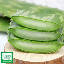 알로에 사포나리아 생잎 3키로, cu 1