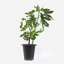무화과나무 식물 모종 중대형(65-75cm) 마이플랜트, 무화과나무 중대형, 메이플오크 M, 1개
