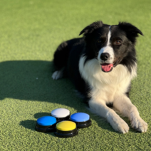 [말하는벨] PETCA 강아지 애견 녹음벨 훈련용품 장난감 4종 세트