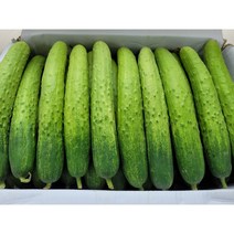 야채왕 싱싱한 백오이 30개 50개 오이지용 소백이용, 백오이50개 박스