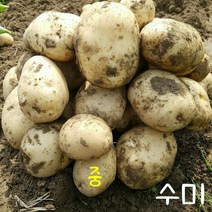 햇감자 수미감자 2kg 3kg 5kg 10kg, 수미감자 중(조림용)