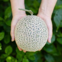 머스크메론 2.5kg / 6kg, 메론6kg:5~6과
