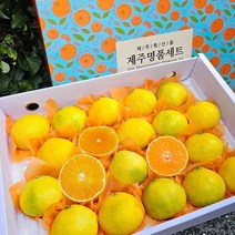 제주도직송 명품 귤 황금향 가정용 선물세트, 1개, 가정용 4.5kg