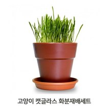 고양이풀 1P 화분세트 귀리씨앗 캣그라스 키우기, 장연다육 1, 장연다육 본상품선택