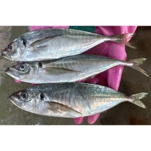 [고래대장] 국내 남해안 자연산 전갱이 1kg 4-5미