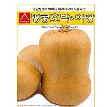 아시아종묘 땅콩호박 아땅 씨앗 종자 10립 버터호박 땅콩단호박 씨앗종자, 1개