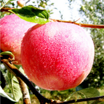 닷꿀 착한사과 닷꿀사과 착한가격 30년농가 충주사과 착한농가, 부사5kg 특대 (12과내외)