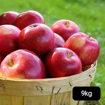 아름아리 아름아리 못난이 사과 9kg (3kg+3kg+3kg), 단일옵션