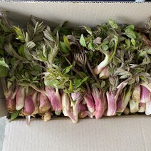 [돌산총각] 해풍 맞은 노지 자연산 땅두릅 나물 독활, 땅두릅 500g, 1개
