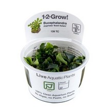 트로피카 부세파란드라 부킷 켈람 1-2-GROW!, 1개