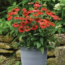 [어린모종]에키나세아 : 8cm분, 아티즌콜렉션 레드 옴브레, 1개