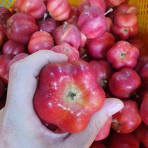 영주 별사과 당도높은 특산품 산지직송, 별사과 1.2kg(21~23과 내외)