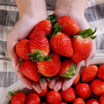 [산지직송] 경남 산청 달콤한 제철 딸기 1kg 상품 500g + 특품 500g, 단일속성