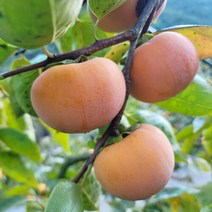 두리원 산지직송 경남 창녕 부유단감 5kg 대, 단품없음