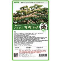 자귀나무씨앗 500g, 단품없음