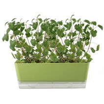 포픽 캣그라스 캐잎 밀 귀리 화분 재배키트, 캣닢 화분 키트