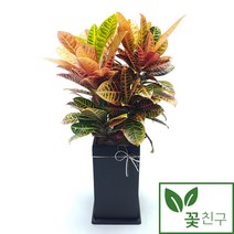 꽃친구 크로톤 사기분 사각분 중형 대형 탁상용 개업화분 축하화분 인테리어화분 전국 당일배송, 물받이바퀴받침(10.000원)