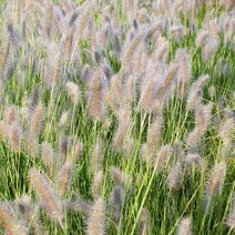 모종/수크령 포트 /10개 R1081