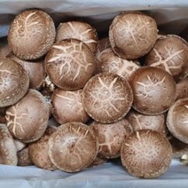 표고버섯 상품 백화고 흑화고 생표고버섯 생표고 1kg, 1개, 해당 상품 선택하기