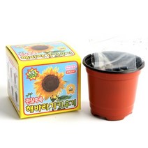 2000 해바라기 관찰쑥쑥 식물 키우기 키트 세트 화분 씨앗 식목일 어린이집 단체 - 2개