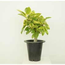 파워플랜트 뱅갈고무나무 소/중/대 키우기쉬운 인테리어식물 실내공기정화 화분 실내관엽식물, 뱅갈 고무나무 중