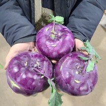 2021년 수확한 햇 콜라비 적콜라비, 15kg(17개~27개)