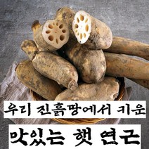 구씨아줌마 국산 햇 연근 생연근 흙연근 통연근 특품 1kg 3kg 5kg 10kg, 연근(특) 3kg, 1개