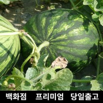 [특등급선별] 수박 6kg 과일 과일세트 망고수박 고창수박 노란수박 고당도수박 수박구매 수박당도 수박농가 수박농장 꿀수박 수박판매 맛있는수박