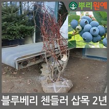 블루베리 첸들러 삽목 2년(포트) 뿌리원예