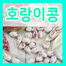 호랑이콩 종자 30g 울타리 콩 얼룩콩 강낭콩씨 종자심기