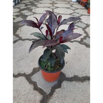 칼라만냥금/홍공작