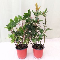 [하늘꽃농원] 키우기 쉬운 식물 산호수 1+1 공기정화식물