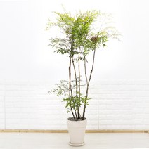 단풍이 예쁜 대형 남천나무 이태리토분세트 카페식물 신혼집화분 사계절식물, 6. 독일토분 그래니트(크림화이트) 26cm