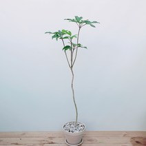 황칠나무 인테리어화분 이태리토분 100/120cm, 하남시, 토분받침