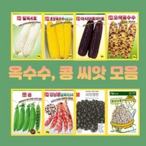 옥수수 콩 씨앗 초당옥수수 백초당옥수수 오색옥수수 강낭콩 완두콩 땅콩 주말농장 홈가드닝, 2.백초당옥수수 100립
