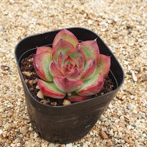 [다육]파이어필라