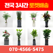 [ 전국 당일 3시간 배송 ] 관엽식물 전지역 3시간 배송! 전국꽃배달 (주)화신플라워, 16. 드라코나