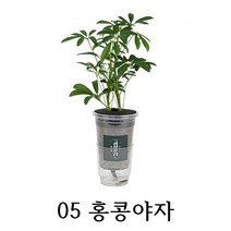 [수경재배] 관리가 쉬운 실내공기정화식물 10종 학교 사무실 어린이집, 05_홍콩야자