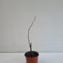 켐벨 포도 실내공기정화식물 반려식물 플랜테리어