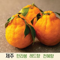 [오늘의 마켓] 제주 만감류 천혜향 한라봉 레드향 혼합과 3kg 5kg 10kg, 한라봉(가정용혼합과