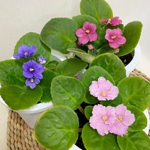 아프리칸 바이올렛(색상랜덤)