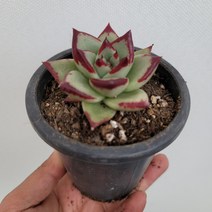 에보니다육 수입다육 10~20cm 59