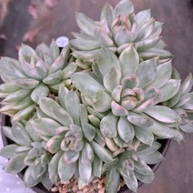 [다육이아지트]메비나금자연, 1개