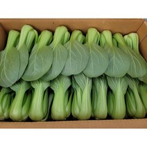 야채왕 청경채, 4kg, 1개