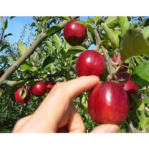 보람농자재 사과나무 알프스오토메, R5*분