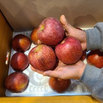 못난이 청송 문경 안동 경북 무주 상주 꿀 사과 3kg 5kg 10kg, 꼬마과 (48-51과)10kg