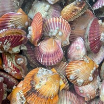 통영 제철 홍가리비 1kg 국내산 청정수역