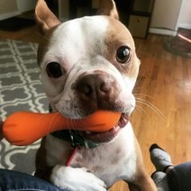 웨스트포우 헐리 강아지 장난감 조고프레스 XS, 01.탄제린 오렌지, 01.탄제린오렌지