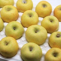 황금사과 시나노골드 노란사과 정품 가정용 실속 산지직송 3kg 5kg, 시나노골드 5kg (가정용/흠과) 18-22과