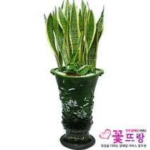 꽃뜨랑 전국배송 대형화분 행운목 해피트리 스투키 금전수 개업화분 당일배송꽃배달, B01 산세베리아, 1개